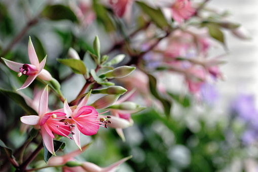 Beautiful Fuchsia flower