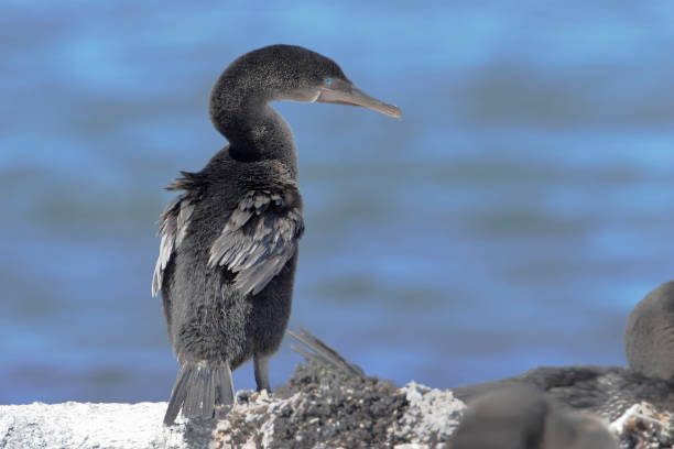 istock Flightless Cormorant (Phalacrocorax harrisi), Fernandina, Galapagos Islands, Ecuador 1073256092