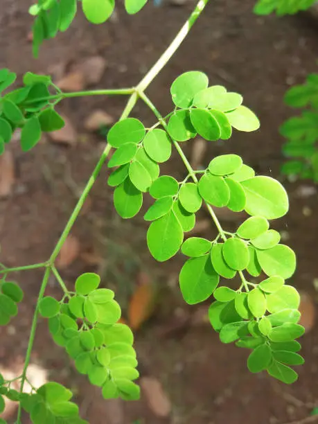 Closeup Picture of Drumstick Tree Leaves