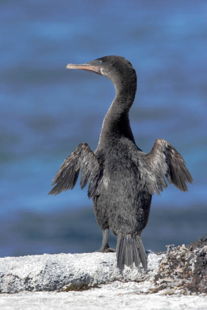 istock Flightless Cormorant (Phalacrocorax harrisi), Fernandina, Galapagos Islands, Ecuador 1073256154