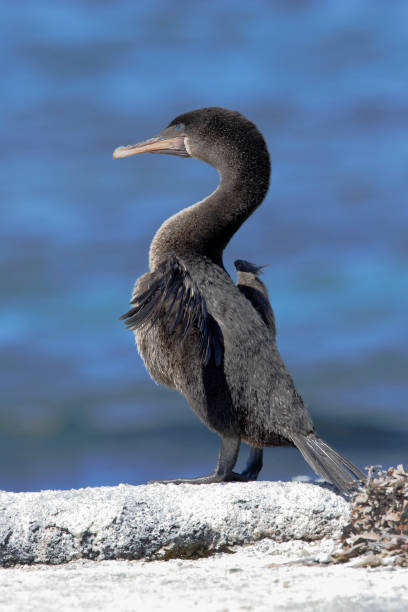 istock Flightless Cormorant (Phalacrocorax harrisi), Fernandina, Galapagos Islands, Ecuador 1073257208