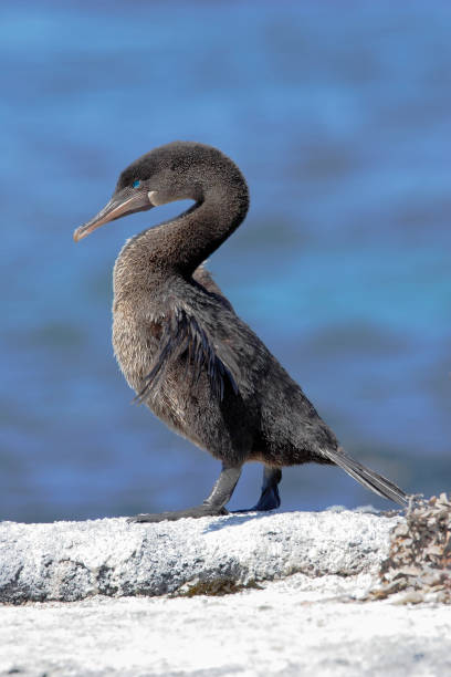 istock Flightless Cormorant (Phalacrocorax harrisi), Fernandina, Galapagos Islands, Ecuador 1073257280