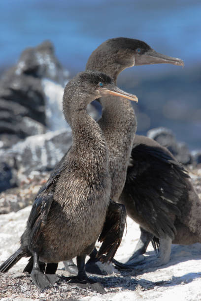 istock Flightless Cormorant (Phalacrocorax harrisi), Fernandina, Galapagos Islands, Ecuador 1073257346