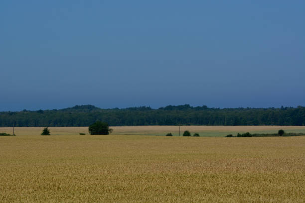 istock grain fields in the summer season 1073257850