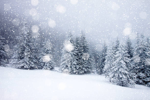 istock snow covered fir trees in heavy snowfall - Christmas background 1073259552