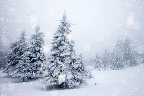 couvert de neige sapins de fortes chutes de neige - christmas background - noble fir photos et images de collection
