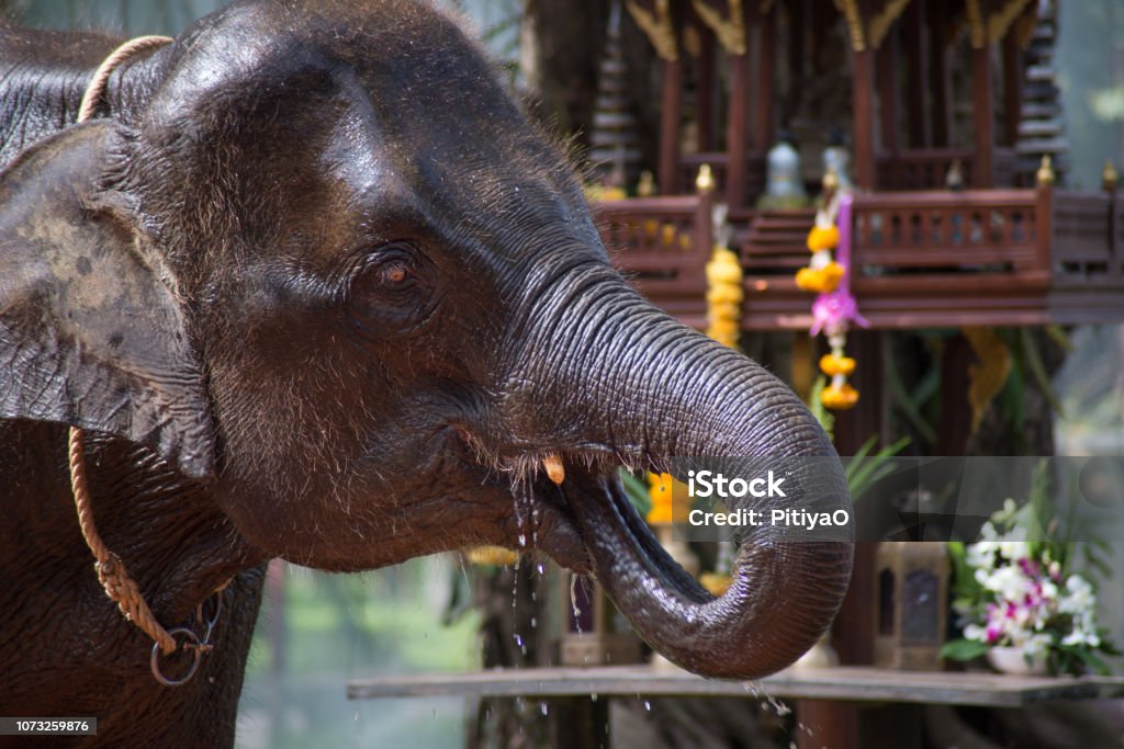 Elephant Is The National Animal Of Thailand It Is The National Animal  Becuse Thai People Have Their Life Of Engagement With The Elephant From The  Pas To The Present Stock Photo -