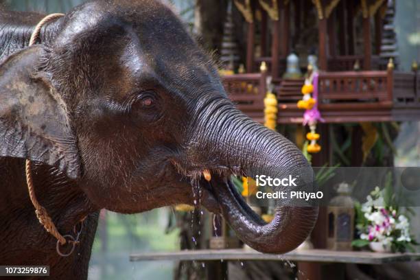 Elephant Is The National Animal Of Thailand It Is The National Animal  Becuse Thai People Have