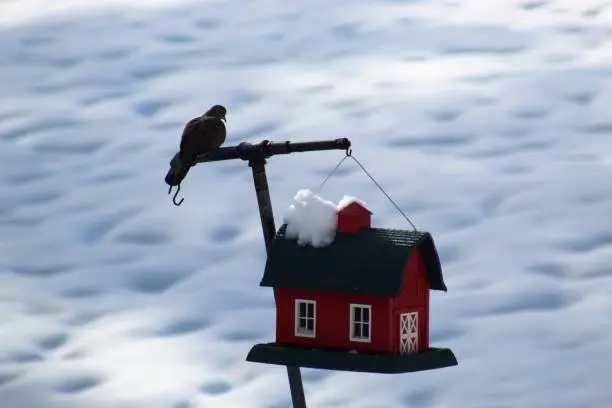 Birdhouse on my property with a Dove after the first snow this season 2018