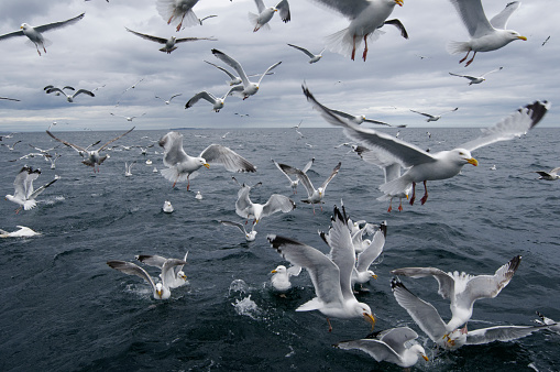 flock of seagull (Larus argentatus)