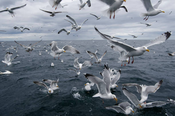 стая чайки (larus argentatus) - herring gull стоковые фото и изображения