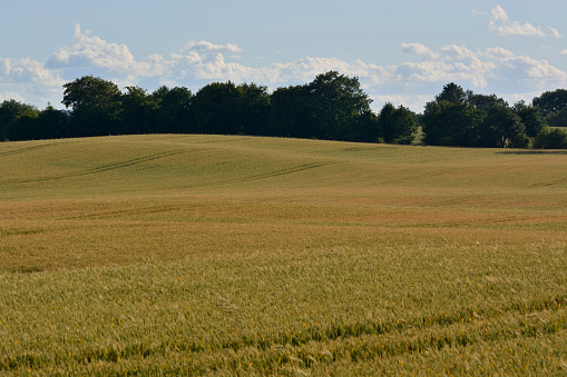 view of crop fields sown with grain