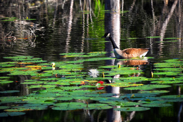 Canadian Goose glides through a cluster of lilly pads on Cooty Lake in South Arkansas.