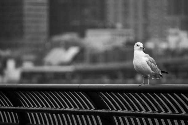istock seagull at pier fence 1073262178
