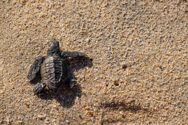 istock Olive Ridley Sea Turtles 1073264422