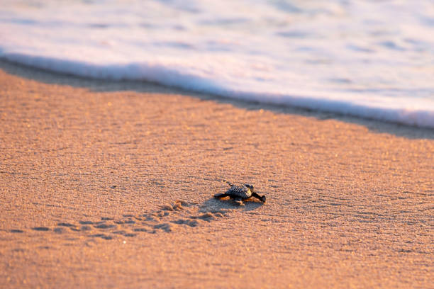 olive ridley tortugas - turtle young animal hatchling sea fotografías e imágenes de stock