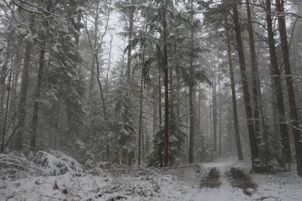 istock Snow-covered forest in the village. 1073268938