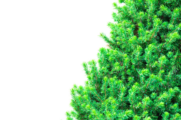 Green pine tree for Christmas and New Year celebrations. 3D rendering results of high quality images.