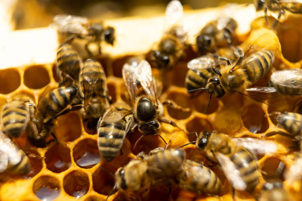 istock Bees on a honeycomb with honey. Worker bees seal the honeycomb. 1073277354