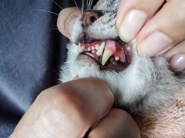 mandíbula de un gato gris con enfermedad periodontal, closeup - animal jaw bone fotografías e imágenes de stock