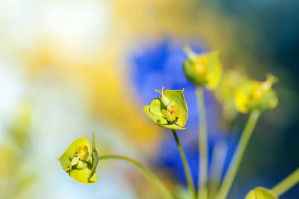 green flower on a blue background, close-up