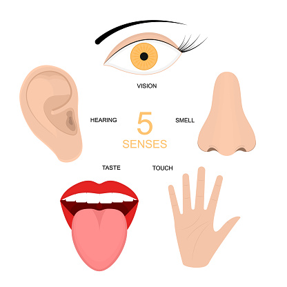 Ilustración de Conjunto De Iconos De Dibujos Animados Los Sentidos Humanos Signos Vector De y más Vectores Libres de Derechos de Nariz - iStock Ilustración de Conjunto De Iconos De Dibujos Animados Los Sentidos Humanos Signos Vector De y más Vectores Libres de Derechos de Nariz - iStock