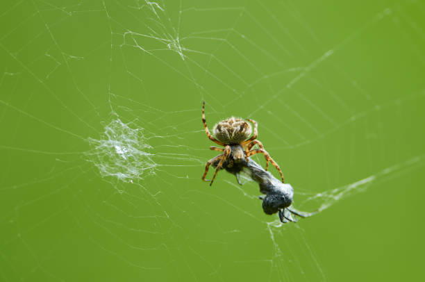 macro of a tiny spider spinning its web in german forest