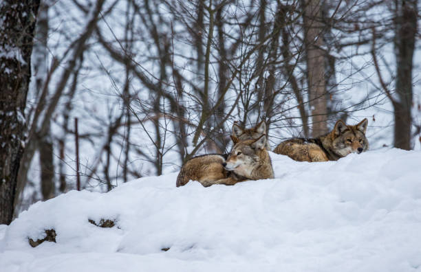 Coyote Animals In The Wild Animal Camouflage Stock Photos, Pictures & Royalty-Free Images - iStock Coyote Animals In The Wild Animal Camouflage Stock Photos, Pictures & Royalty-Free Images - iStock