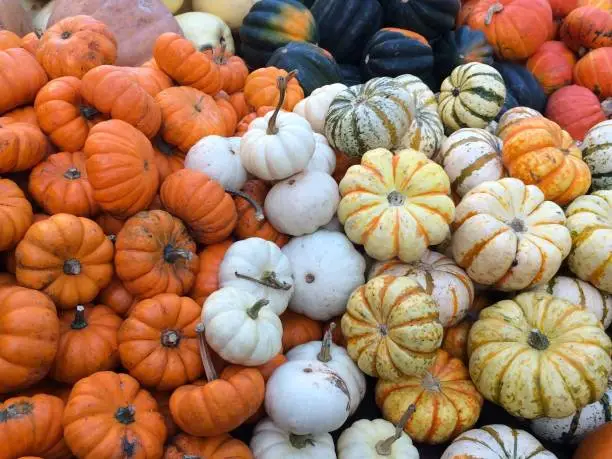 Colorful pumpkins and squashes displayed in a farmers market