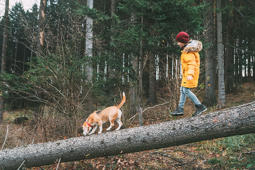 Boy in bright yellow parka walks with his beagle dog in pine forest on the falling tree