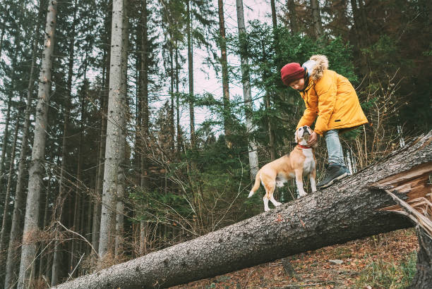 istock Boy in bright yellow parka walks with his beagle dog in pine forest on the falling tree 1073288914