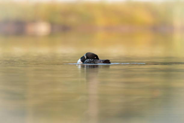 istock Common loon in a lake in northern Quebec Canada. 1073289034
