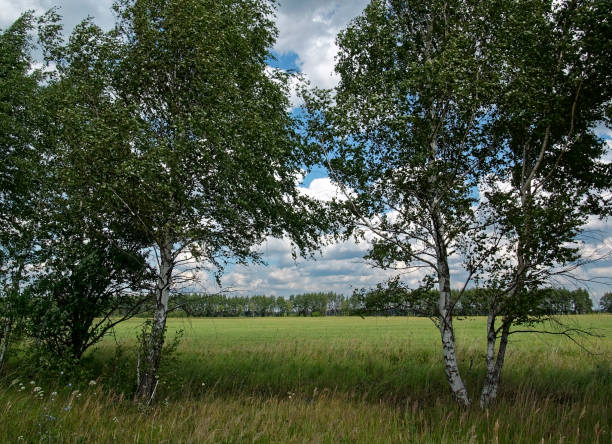 istock a field with cut grass on a cloudy day in summer 1073289914