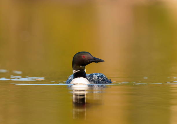 istock Common loon in a lake in northern Quebec Canada. 1073292886