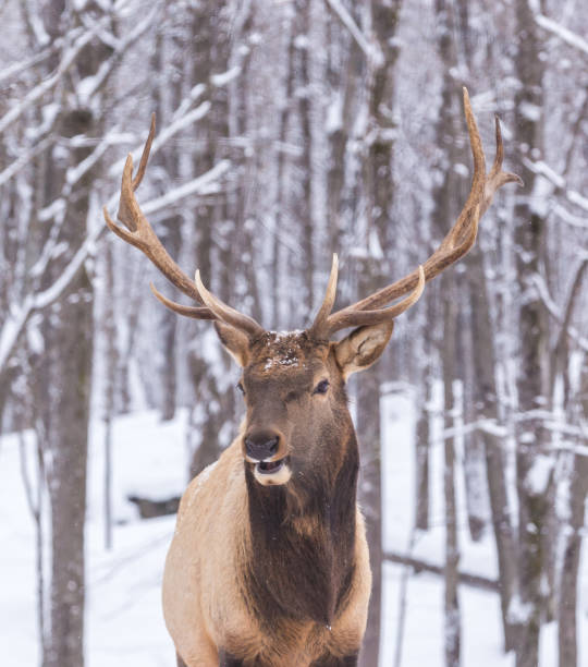 istock Elk in a snow landscape. 1073294138