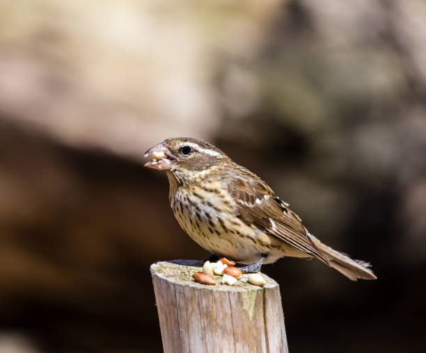 istock Female rose breasted grosbeak. 1073297932