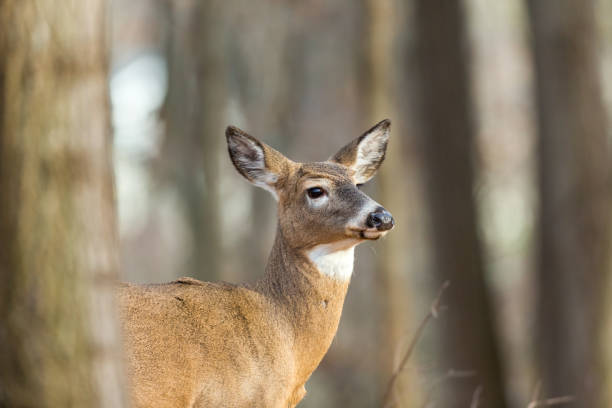 White Tailed Deer. The white-tailed deer, also known as the whitetail, is a medium-sized deer native to the United States, Canada, Mexico, Central America, and South America as far south as Peru and Bolivia. white tailed stock pictures, royalty-free photos & images