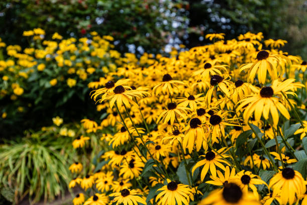 istock Black eyed Susan's. 1073301760