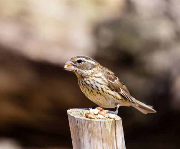 istock Female rose breasted grosbeak. 1073303740