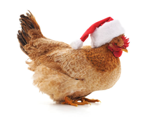 istock Chicken in a Christmas hat. 1073303798