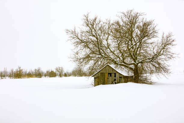 view of the snow-covered wooded mountain and the wooden cabin