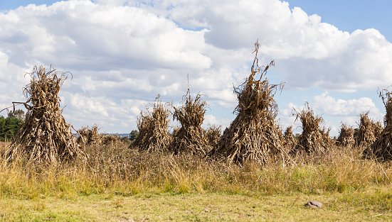 Corn Stack Design Corn Stacks Stock Photo - Download Image Now - Farm, Mexico, Tradition ...