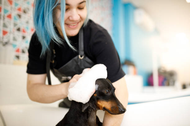 groomer mycia małego psa w salonie dla zwierząt domowych - blue hair zdjęcia i obrazy z banku zdjęć