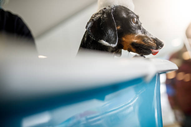 istock Dog taking a bath at pet salon 1073306994