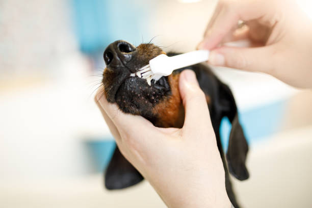 groomer che pulisce i denti del cane con spazzolino da denti - denti di animale foto e immagini stock