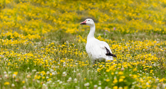 Snow goose in a field of yellow wild flowers, Quebec, Canada.