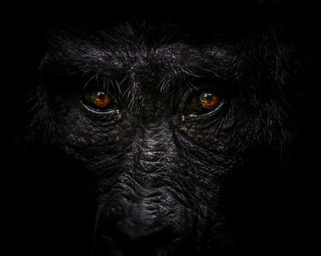 Eyes of a gorilla