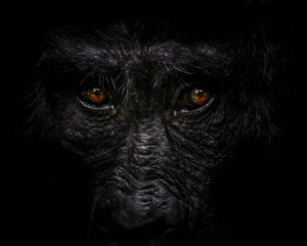 Dark gorilla Eyes of a gorilla animal lips photos stock pictures, royalty-free photos & images