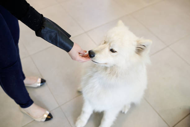 istock Giving a snack to the dog 1073307886