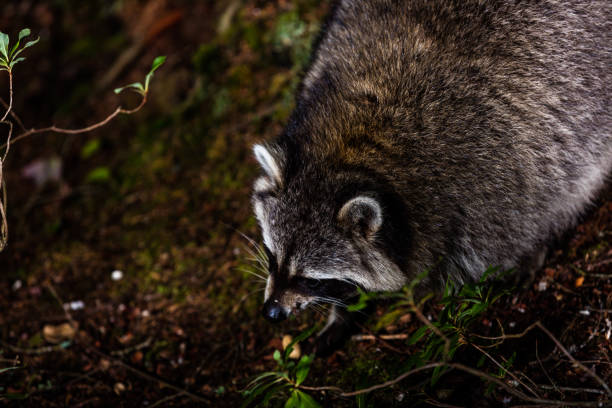 Red furred Raccoon. A reddish fur variety of Raccoon searching for food in a boreal forest in Quebec, Canada. red panda small panda raccoon family stock pictures, royalty-free photos & images